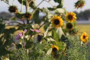 燕市井土巻地内でコスモスとヒマワリの花