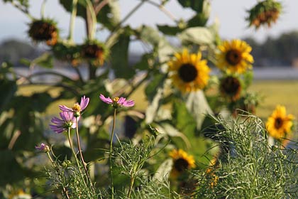 燕市井土巻地内でコスモスとヒマワリの花