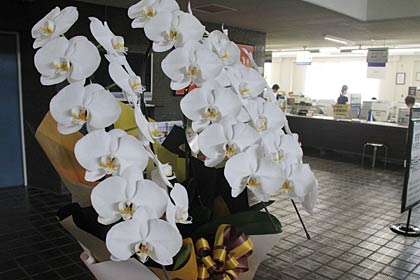 三条市役所三条庁舎の正面玄関ホールに飾った南相馬市民から届いたコチョウラン