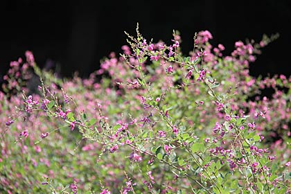 三条市矢田で花盛りのヤマハギ