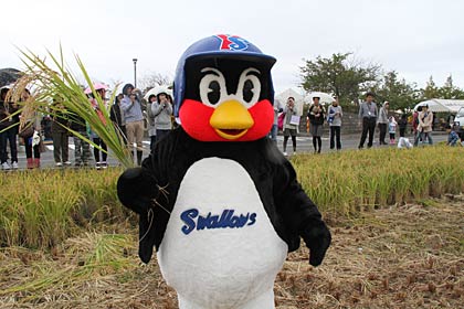 つば九郎も田んぼに入って稲刈りに挑戦