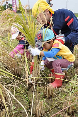 子どもたちもかまを使って稲刈りに挑戦