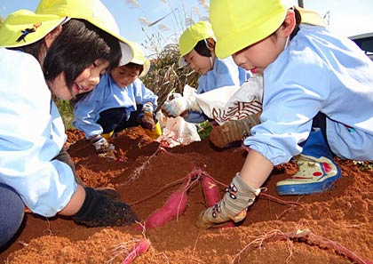 三条市下田地区のサツマイモ畑でベニアズマを収穫する三条白百合幼稚園