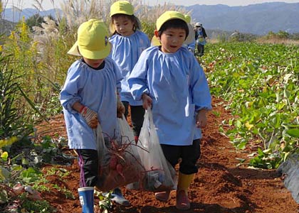 たくさん収穫したイモをみんなで力を合わせて運ぶ