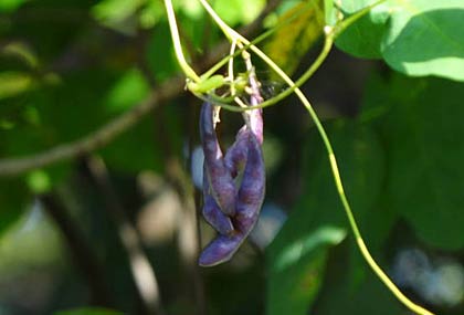  やまなみロード付近の秋の実や花