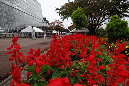 16日に秋の保内公園まつりが開かれる保内公園、サルビアの真っ赤な花が咲く前庭でイベントの準備が進む