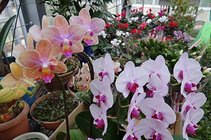 花鉢プレゼントの特賞賞品のラン