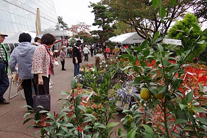 植木の即売、秋の木々がいっぱい