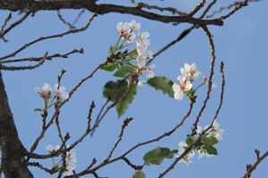 燕市・吉田ふれあい広場で一本のソメイヨシノが季節外れの開花、足元にはタンポポの花も