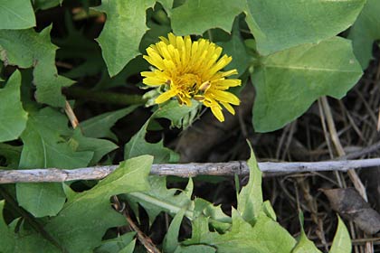 足元にはタンポポの花も