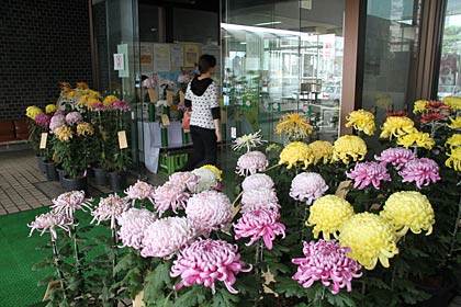 燕市吉田庁舎の正面玄関を飾る「菊と笑顔の会」による菊花展のキクの花