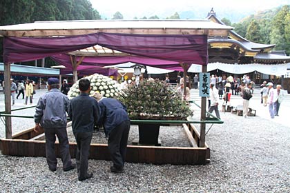 1日開幕した弥彦神社で開かれている「弥彦菊まつり」第51回新潟県菊花展覧会
