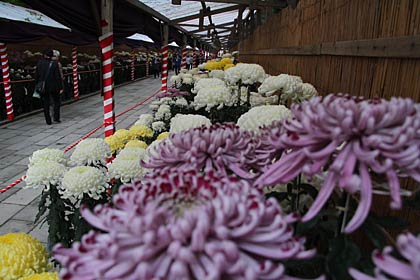 参道に並ぶ色とりどりのキクの花