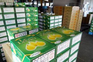 県の「ル レクチエ」出荷解禁日の23日、6トンを出荷した三条市・大島選果場