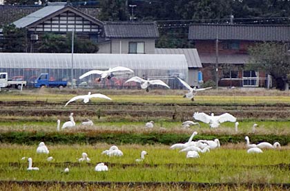 100羽を超すハクチョウが群れをなして三条市内の田んぼに飛来