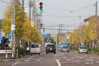 まだ青い葉も多いが落葉が進む殿島地内の国道289号のイチョウ並木
