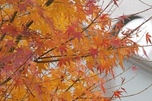 3日の三条は曇り空ながら気温は16.1度まで上がり、11月上旬並みの暖かい陽気