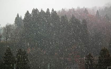 9日、下田地域南五百川地内で本格的に降った雪