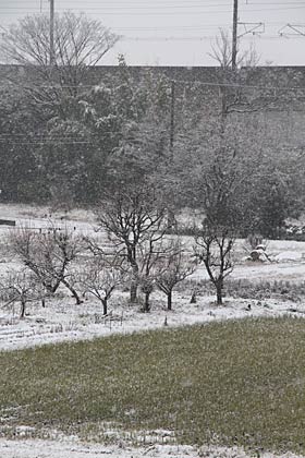  16日午前11時ころ雪化粧した三条市上須頃地内