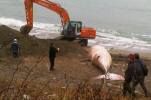 長岡市寺泊の海岸で見つかった死んだクジラは砂浜に掘った穴に埋められる