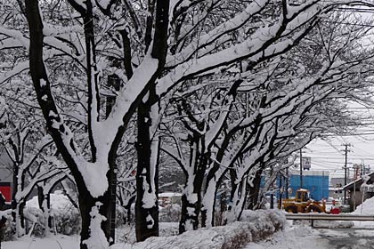 三条市須頃地区のサクラ並木に雪がくっついた