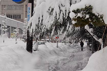 三条市厚生福祉会館前の木は雪の重さでおじぎするように枝を下げる
