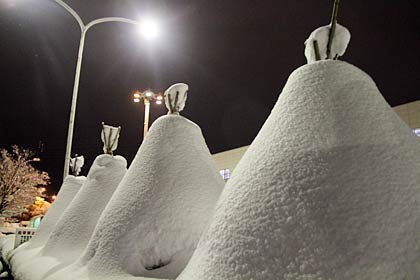 10夜、燕三条駅前の木は冬囲いごとすっぽり雪に覆われた