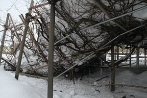 雪の重みでつぶれた県指定天然記念物「八王寺の白藤」のフジ棚