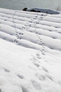 22日午後2時45分、三条市上須頃地内の中ノ口川右岸河川敷の雪原に残されたいくつもの足跡