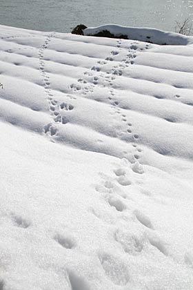 22日午後2時45分、三条市上須頃地内の中ノ口川右岸河川敷の雪原に残されたいくつもの足跡