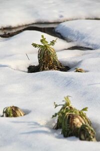 14日朝の三条は前夜来の雪で積雪が35センチに増えて冬日にもなったが日中は青空で最高気温7.7度