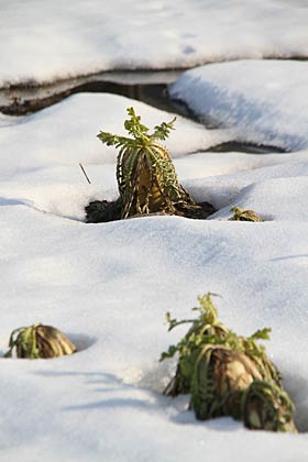 燕市八王寺の畑で雪解けとともに姿をあらわしたダイコン