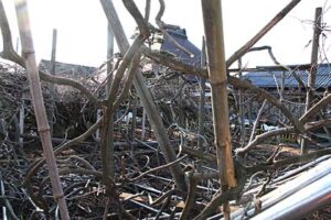大雪でフジ棚の半分がつぶれた燕市・安了寺の県指定天然記念物「八王寺の白藤」で14日、せん定や樹木医による診断が始まり、復旧に向けて前進