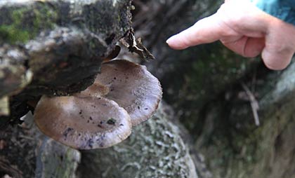 枝についた樹木腐朽菌