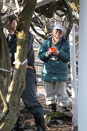 15年前にも「八王寺の白藤」を調査している佐藤樹木医
