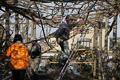 せん定や枝落としの作業