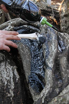  腐った枝にはウオッカと墨を混ぜたスペシャルな防腐剤を塗る