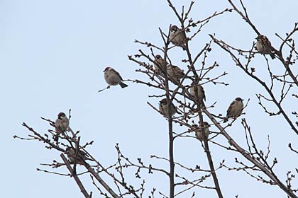  三条市内でサクラの細い枝にとまっているスズメの群れ