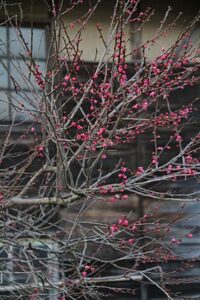 6日の三条は朝方、4月初旬というのに雪やみぞれが降る寒の戻り