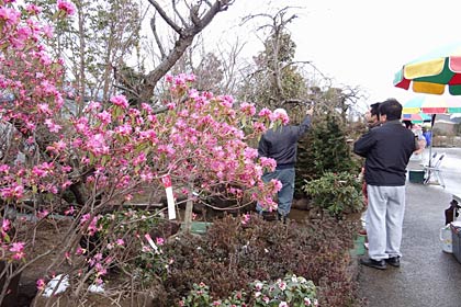 7、8の2日間、保内緑化木センターで開かれている「春の植木祭り」