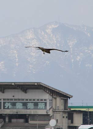 羽をいっぱいに広げて風を受けて飛ぶ鳥