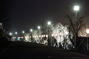 15日の第70回分水おいらん道中に向けて大河津分水でサクラ並木のライトアップが始まり、観光案内所がオープン