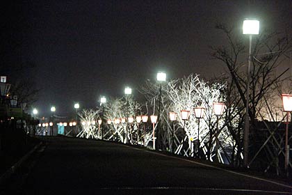 大河津分水で始まったサクラ並木のライトアップや点灯したぼんぼり