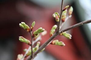 10日の三条は青空が広がって5月上旬から中旬並みの最高気温19.7度、ことし2番目の暖かい陽気にサクラは開花へ加速