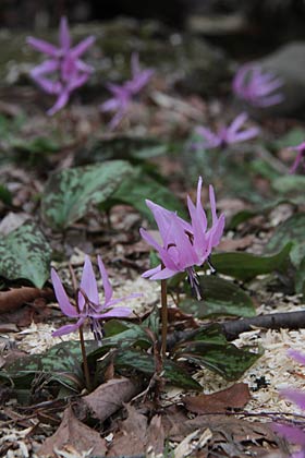 弥彦公園内に咲くカタクリ