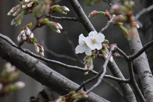弥彦駅前・停車場通りで早咲きのヒガンザクラがほころび、ようやく待ちに待った花見シーズンへ