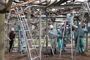 安了寺境内の県指定天然記念物「八王寺の白藤」の保存会「八王寺大白藤保勝会」が積雪でつぶれたフジ棚の修理を始める