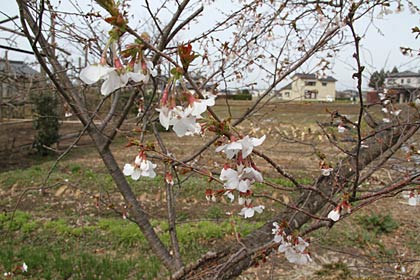 燕市八王寺地内で三分咲きほどに開花が進んだ早咲きの品種と思われるサクラ