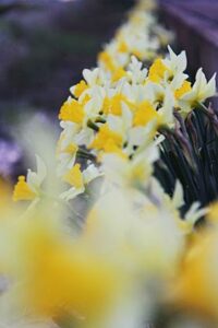 今か今かとサクラの開花を待つ間に気がつけば足元にスイセンの花
