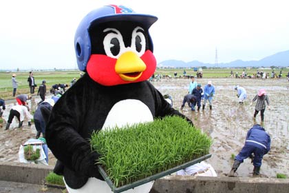 最近はスワローズといえば燕市、昨年秋に田んぼアートに収穫に訪れた東京ヤクルトスワローズのマスコットキャラクター、つば九郎